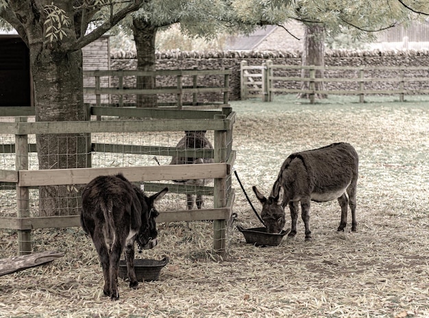 Photo donkey eating and  standing in pen