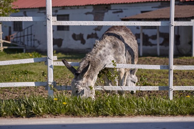 Donkey in the farm enclosure in summer time