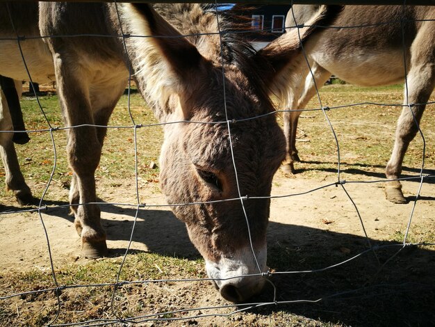 Donkey farm