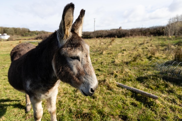 Photo a donkey in a field with a tree branch in the background