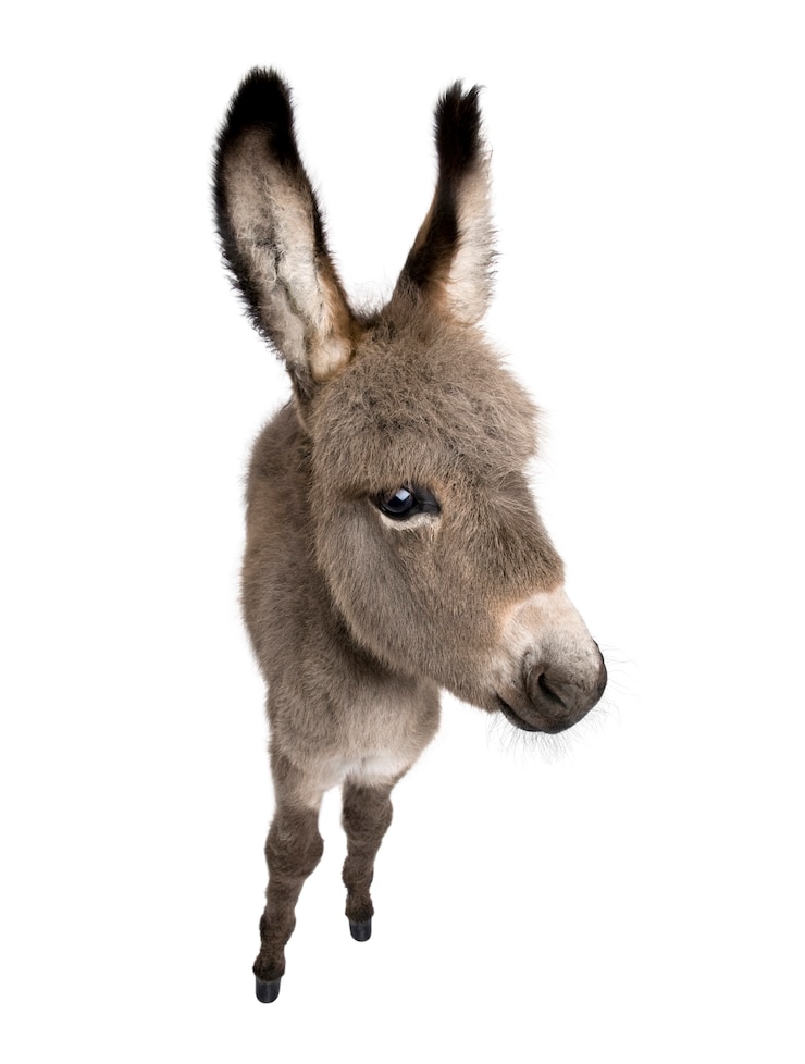 Photo donkey foal isolated