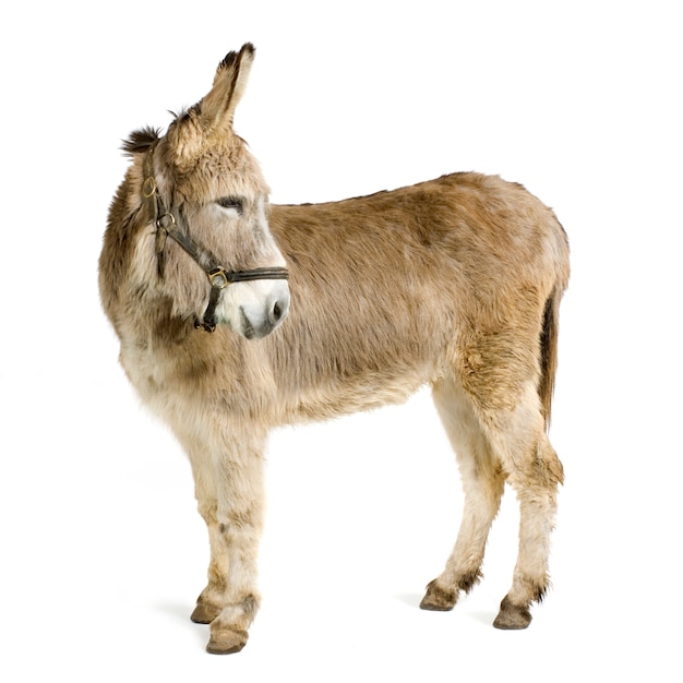 Donkey in front of a white background