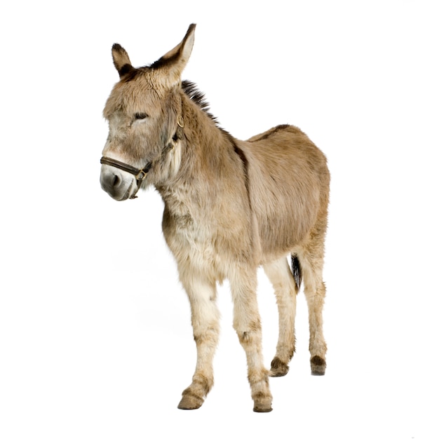 Photo donkey in front of a white background