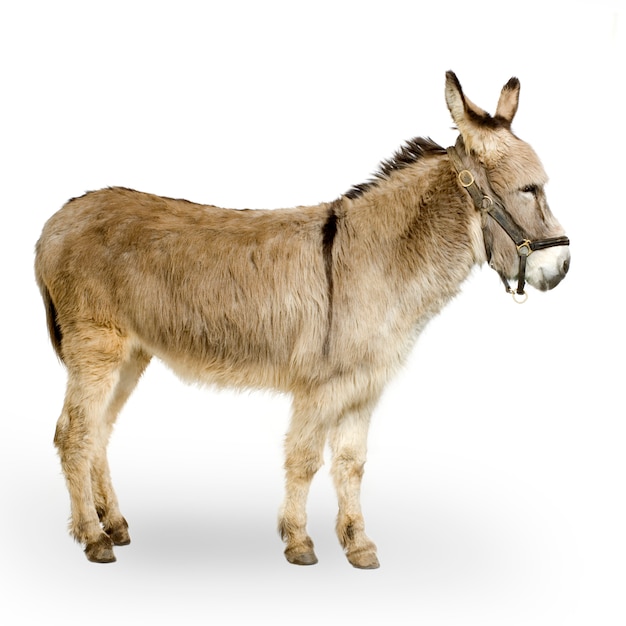 Donkey in front of a white background