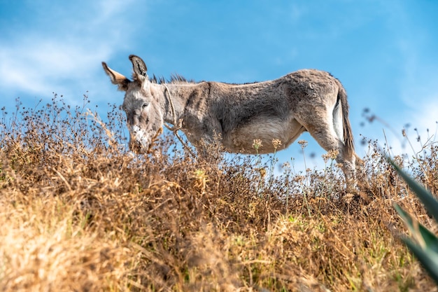 Donkey grazing in the mountain nature