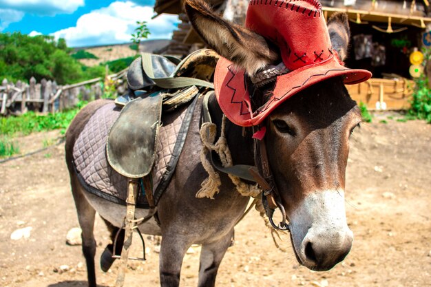 Donkey in a hat