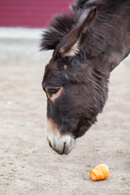 Donkey head closeup at the animal farm Portrait of a gray donkey Donkey farm animal