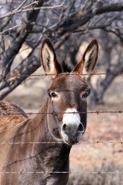 Photo donkey head with barbed wire