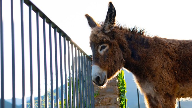 Photo donkey in the mountains on a sunny day