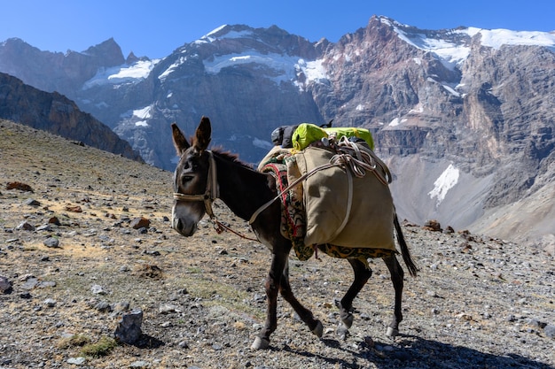 Donkey in the mountains of Tajikistan Fan Mountains