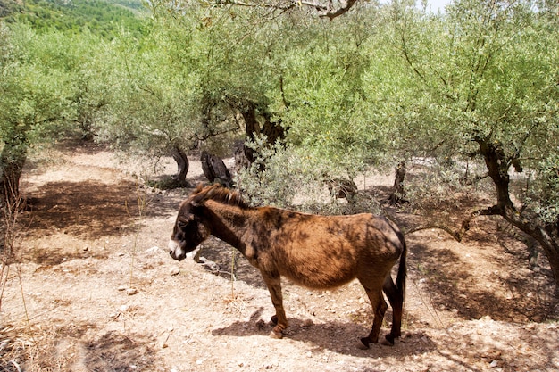 Donkey mule in s mediterranean olive tree field of Majorca