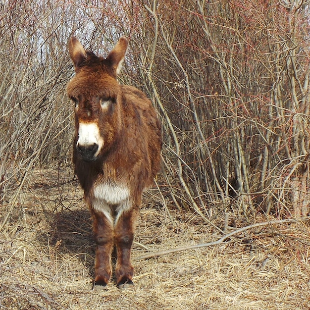 写真 乾燥した植物に対する野原でのロバ