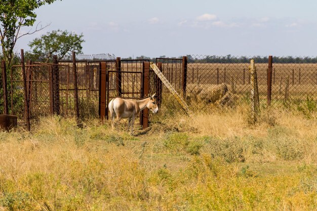 Donkey in a paddock on farmyard