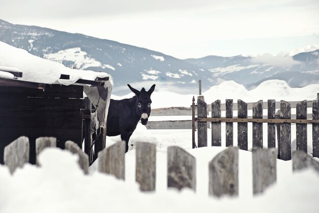 Photo donkey on the snow