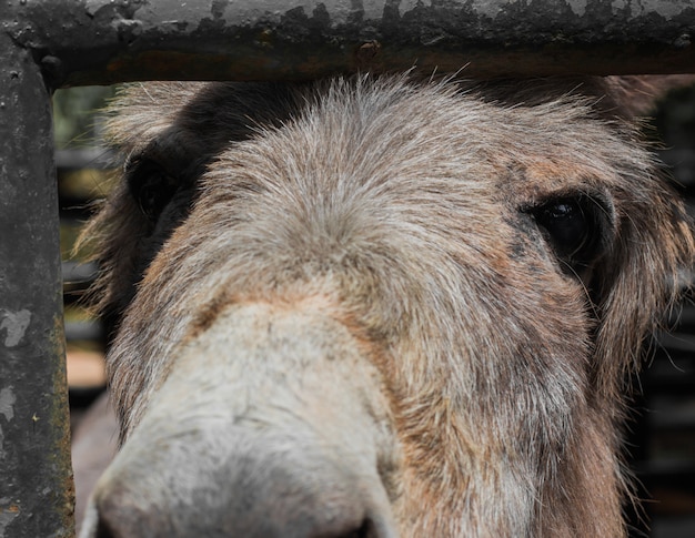 Donkey in the stall.