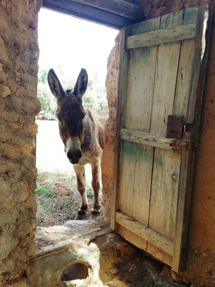 Photo donkey standing at door