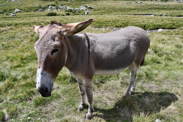 A donkey stands in a field with mountains in the background