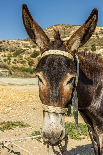 Donkey tied up and dressed in harness stands on the road