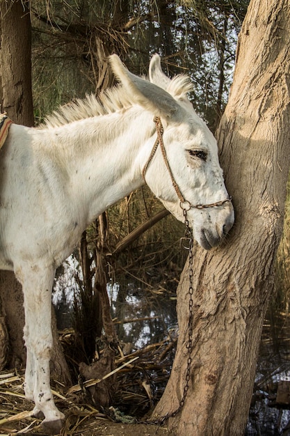 Donkey in a traditional Egyptian village near Cairo, Egypt