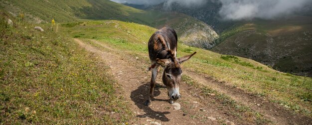 A donkey walking in mountains