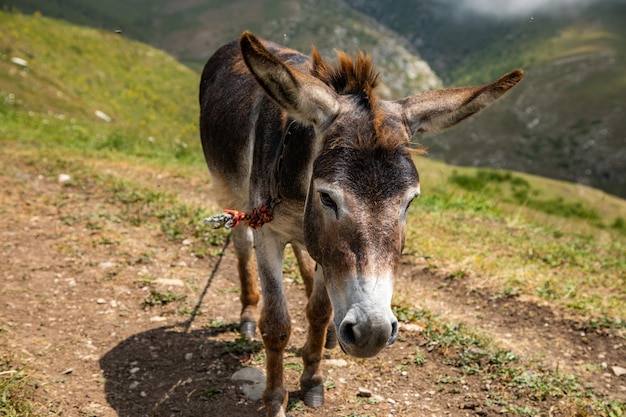 A donkey walking in mountains