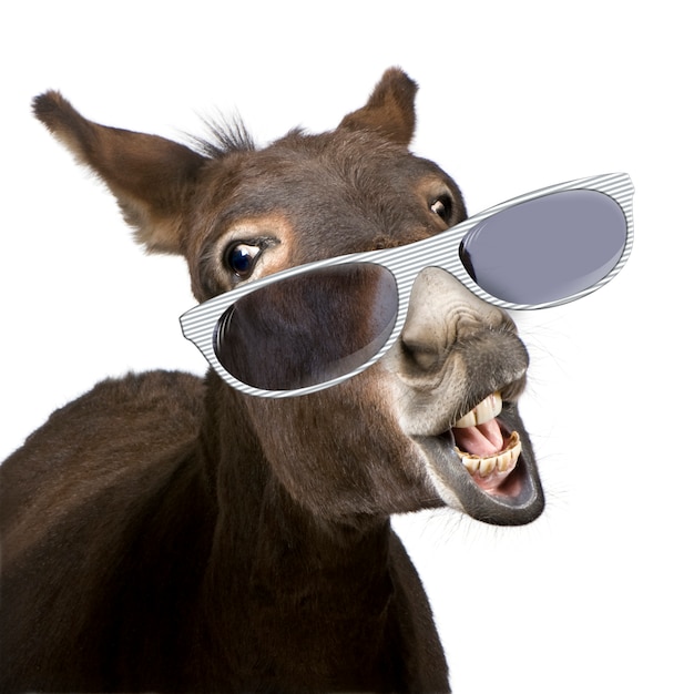 Photo donkey wearing glasses on a white isolated