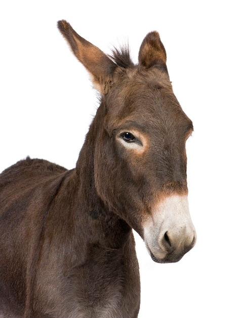 Photo donkey on a white isolated