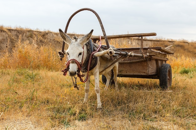 Donkey with a cart in a field by the river in Kazakhstan.