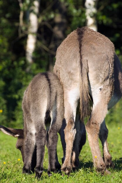 Donkey with foal Equus asinus Bavaria Germany