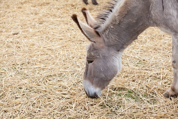 Photo donkey