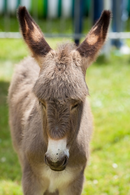 Photo donkey