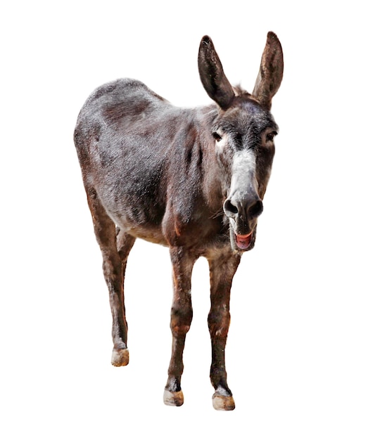 Photo donkey