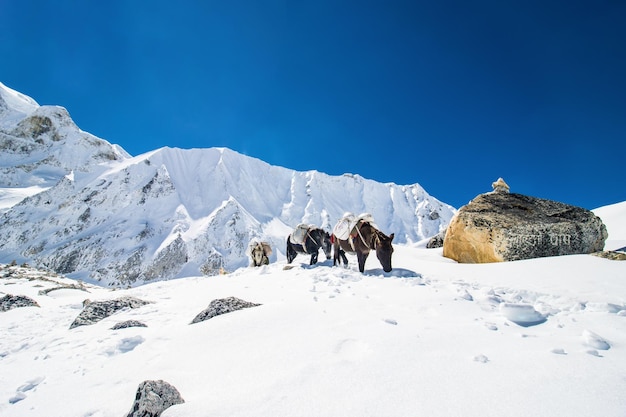マナスル サーキット トレッキングのラーケ パスにある雪山を登る必需品を運ぶロバ