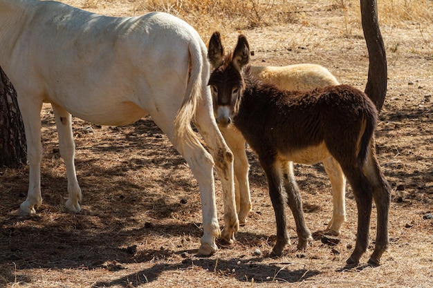 donkeys in the field on a sunny day