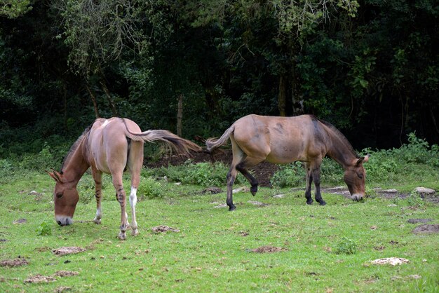 Donkeys grazing on green grass