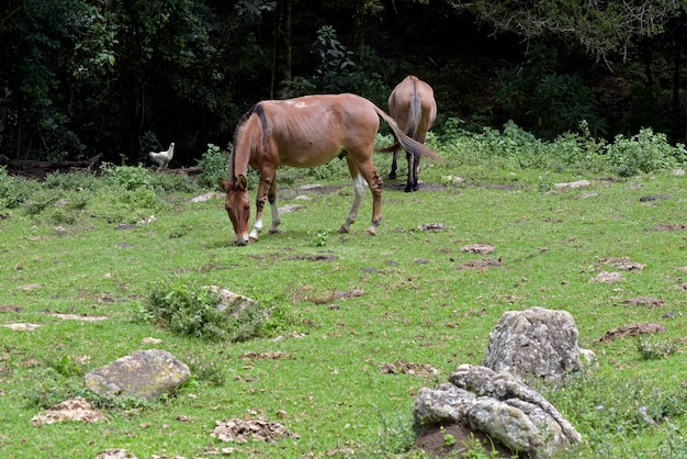 Asini che pascono sull'erba verde