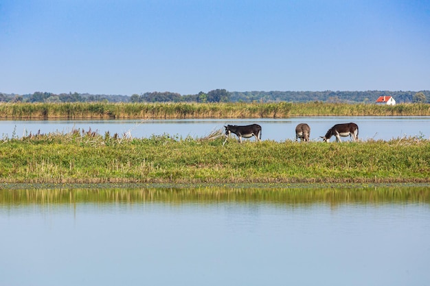 Donkeys on Hortobágy