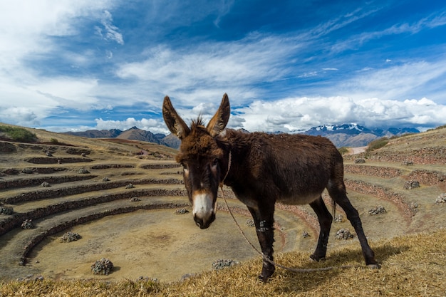 donkeys at the moray archaeological center urubamba cuzco peru 