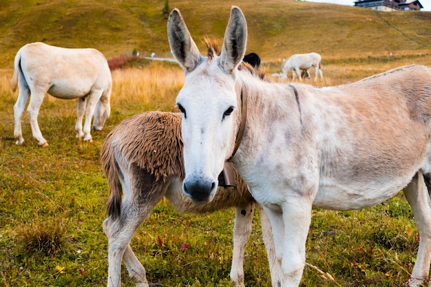 Donkeys portrait on hillside meadow of Alpine mountains