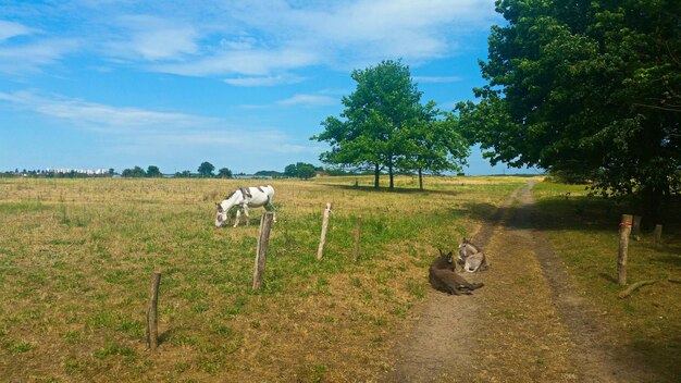 Photo donkeys relaxing on field against sky