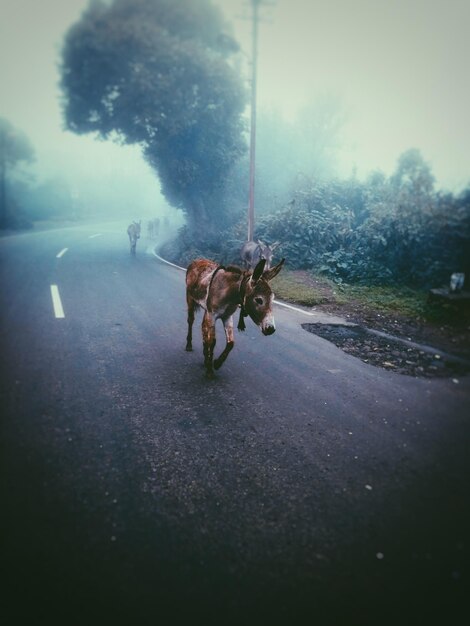 Foto asini che camminano per strada