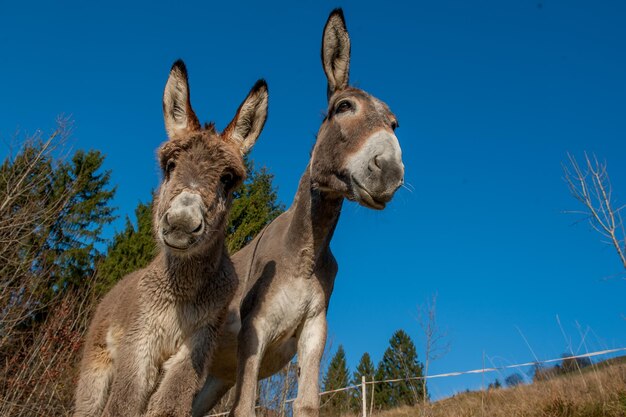 Premium Photo | Donkeys