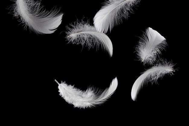 Donsveren Zachte witte pluizige veren die in de lucht vallen Zwaanveer op zwarte achtergrond