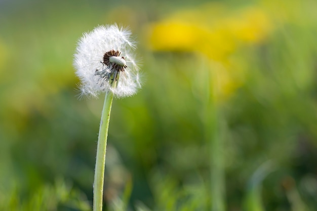 Donzige paardenbloem met licht witte zaden