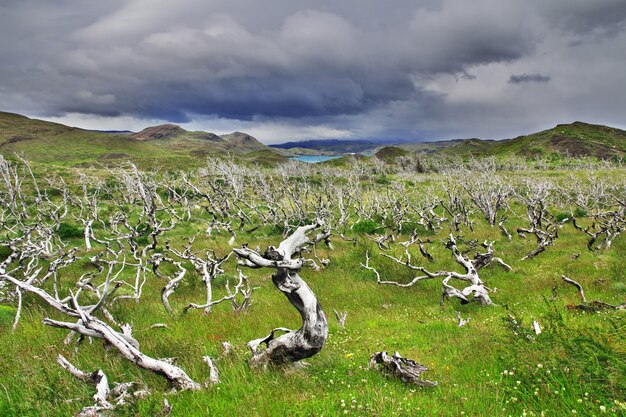 Dood bos in Torres del Paine National Park, Patagonië, Chili