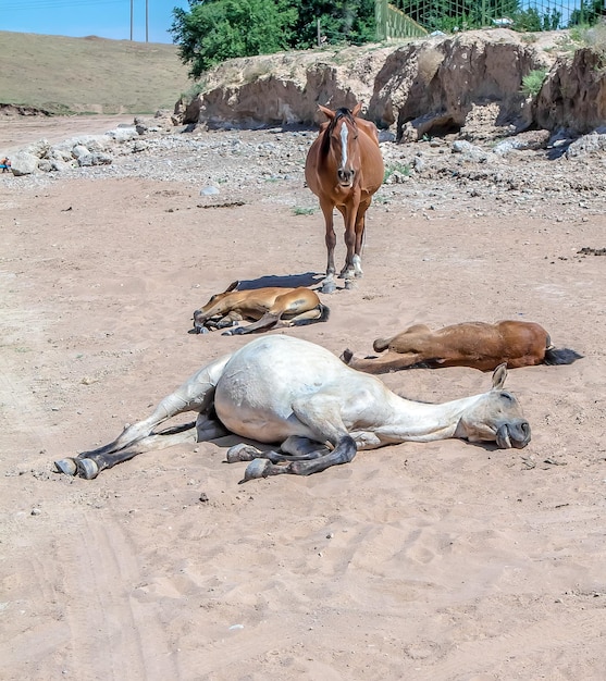 Dood paard op het zand.