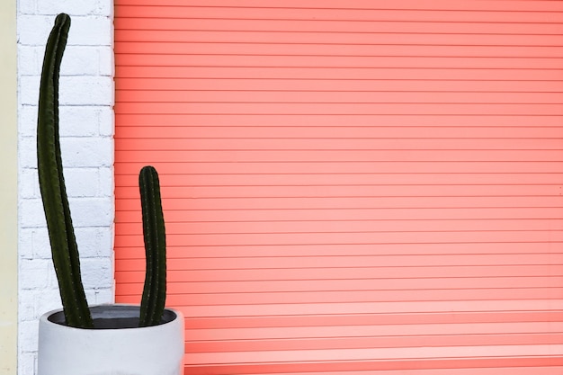 Door and cactus in pot closed to white wall bakground. Living Coral color of the year 2019. 16-1546.