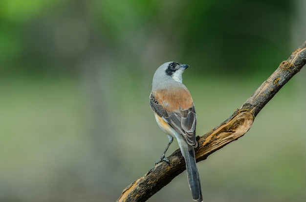 Door de baai gesteunde Klauwiervogel die op een tak neerstrijkt