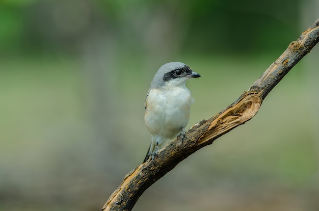 Door de baai gesteunde Klauwiervogel die op een tak neerstrijkt