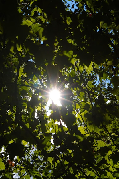 Door de groene takken van de boom schijnt de zon de achtergrond van de natuur